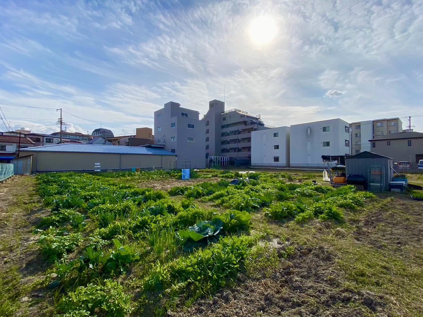 住宅やマンションに囲まれて野菜が育つ、体験農園 あじわいの畑