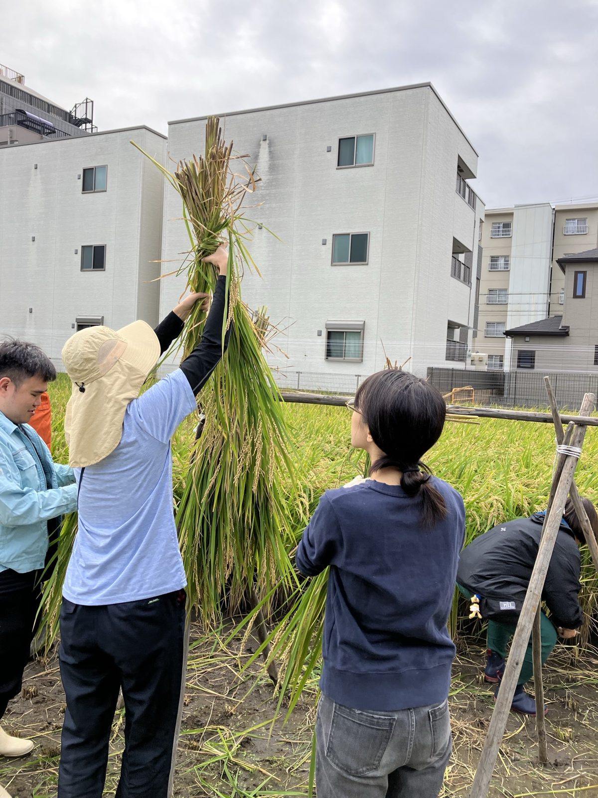 稲刈り体験で、刈った稲を束ねて干す参加者たち
