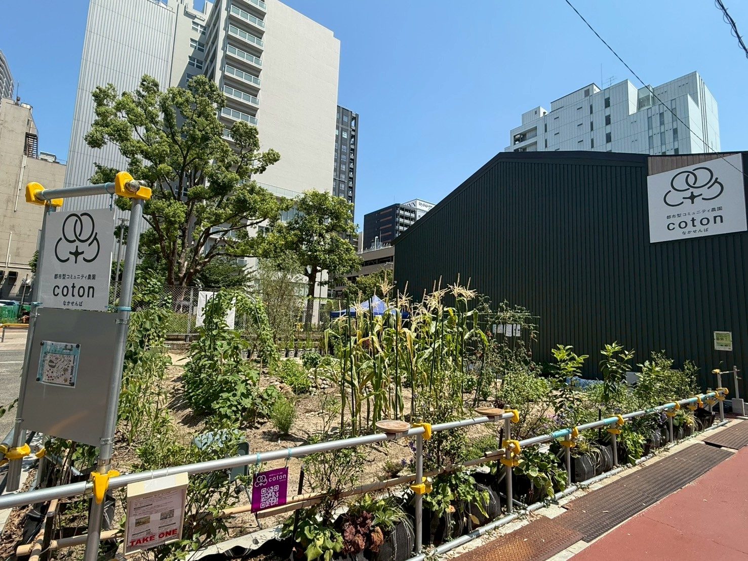 ビルに囲まれた中船場で、トウモロコシや野菜が育つcoton なかせんばの畑