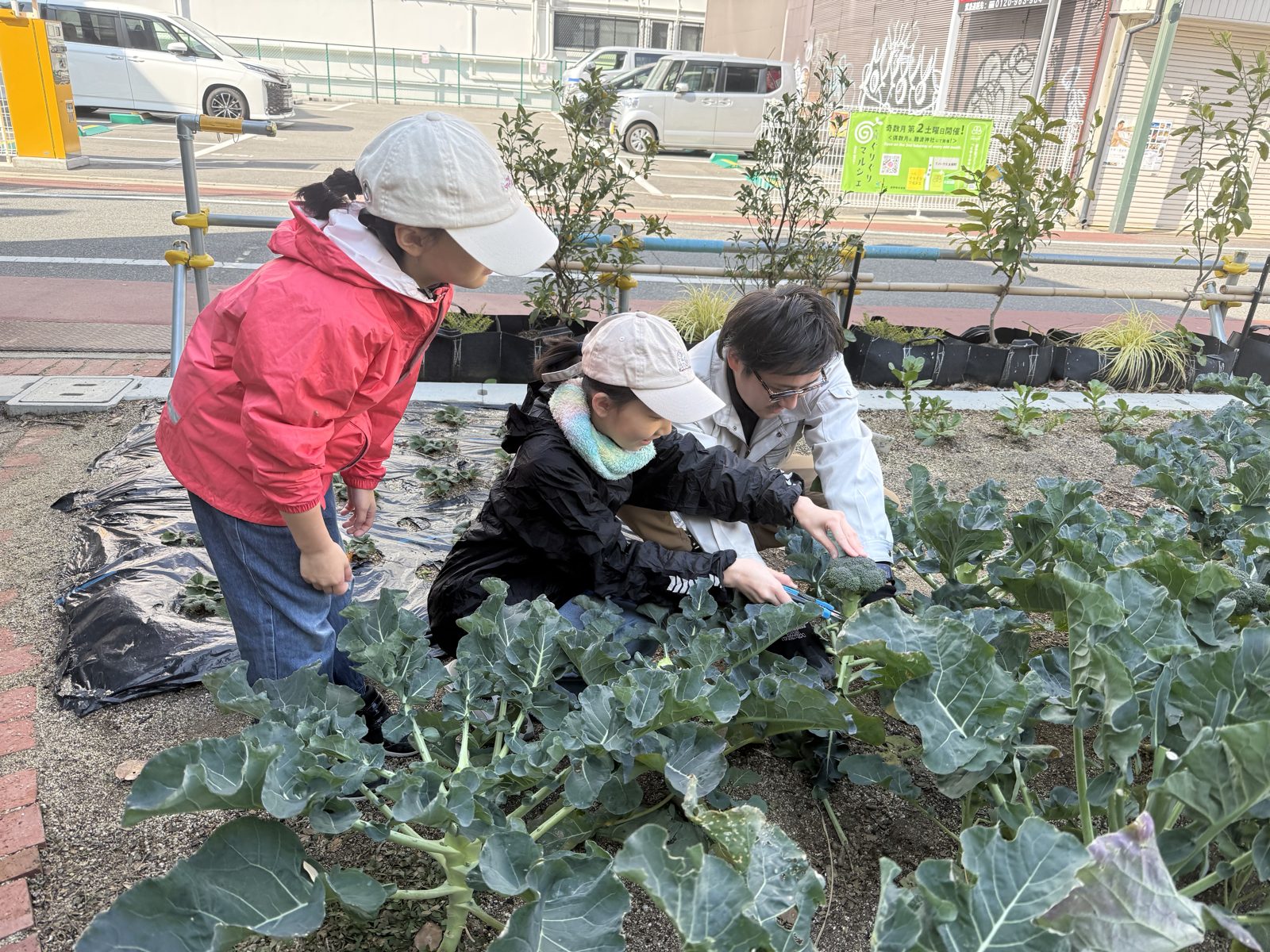 ブロッコリーの収穫を楽しむ子どもたち