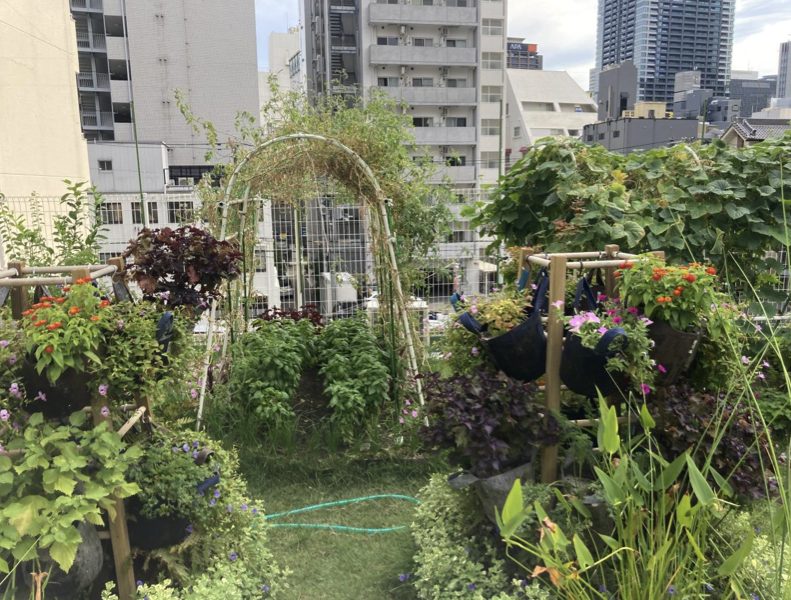 アーチや花の鉢が並び、野菜が育つUrbanCityFarm OZの屋上農園